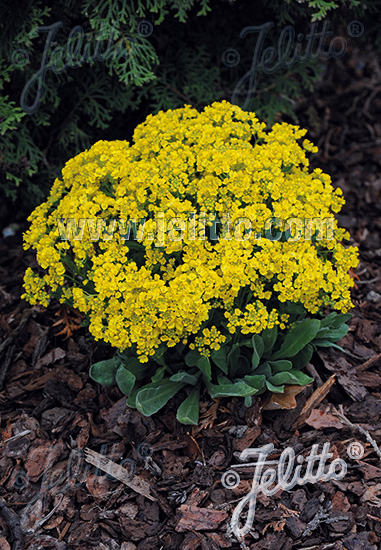 Alyssum saxatile