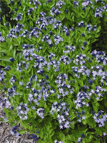 Amsonia tabernaemontana ´Blue Ice´