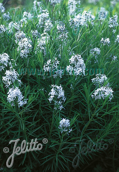 Amsonia hubrichtii