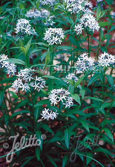 Amsonia tabernaemontana