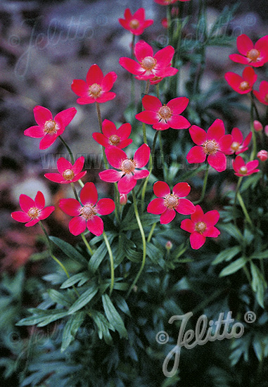 Anemone multifida ´Rubra´