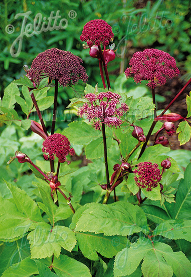 Angelica gigas