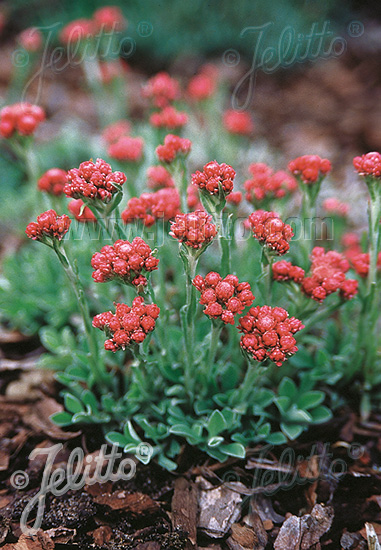 Antennaria dioica ´Rubra´