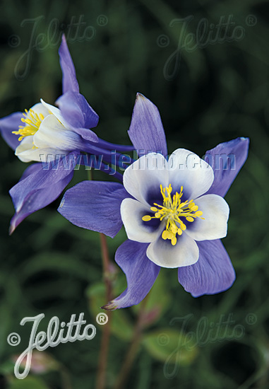 Aquilegia caeruela ´Deep Blue/ White ´