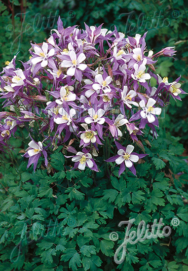 Aquilegia caeruela ´Heavenly Blue´