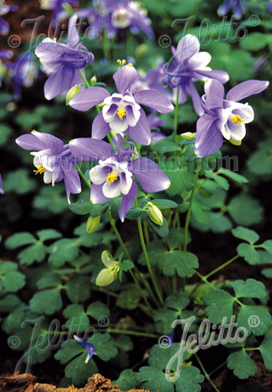 Aquilegia caerulea ´Spring Magic Blue White´