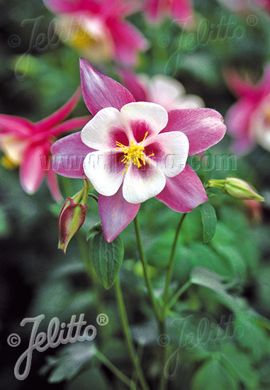 Aquilegia flabelata ´Spring Magic Rose and White´