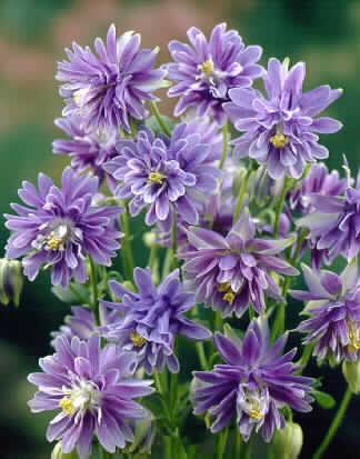 Aquilegia vulgaris