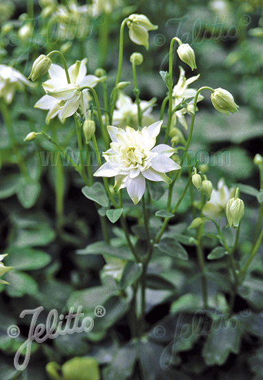 Aquilegia vulgaris ´Alba´