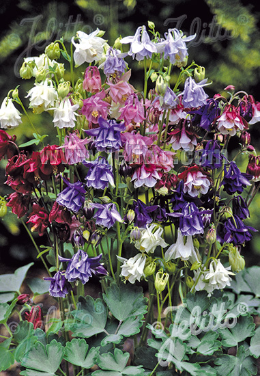 Aquilegia vulgaris ´Grandmotherś Garden