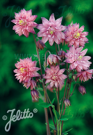 Aquilegia vulgaris ´Rose Barlow´