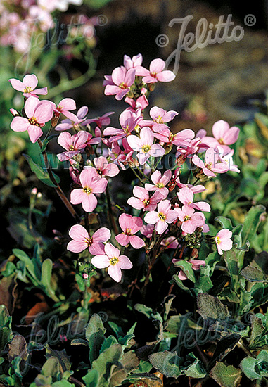 Arabis caucasica ´Rosea´