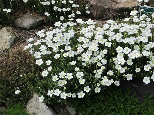 Arenaria montana ´Ronda´