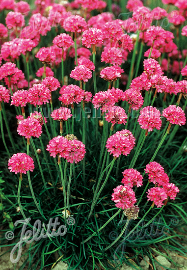 Armeria maritima ´Splendens´