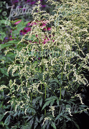 Artemisia lactiflora ´Elfenbein´