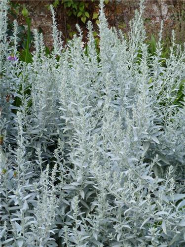 Artemisia ludoviciana ´Silver Queen´