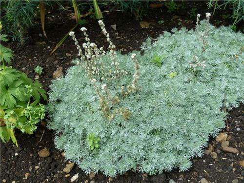 Artemisia schmidtiana ´Nana Attraction´