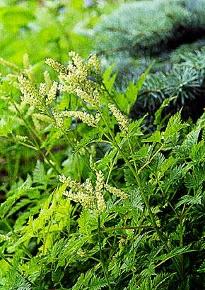 Aruncus aethusifolius