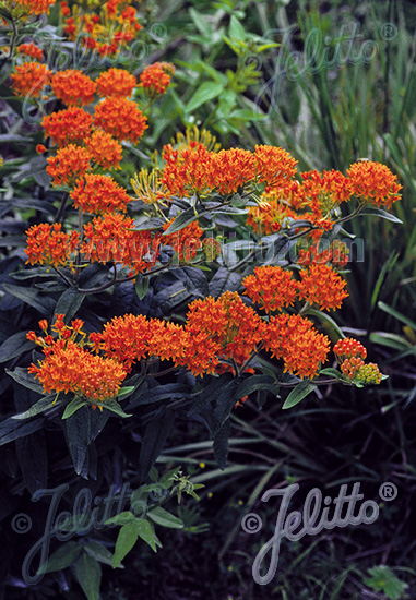 Asclepias tuberosa