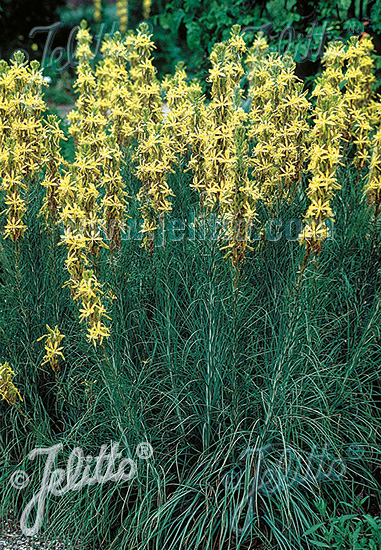 Asphodeline lutea