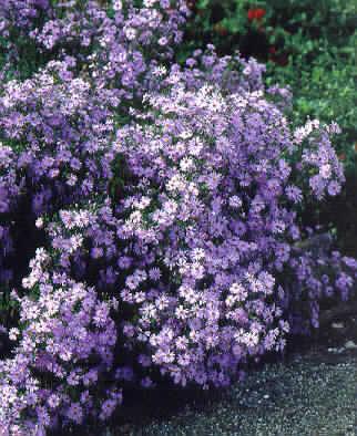 Aster cordifolius ´Little Carlow´