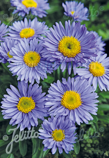 Aster alpinus ´Goliath´