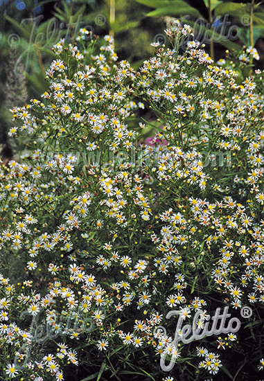 Aster ericoides