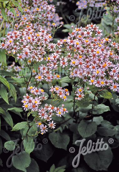 Aster macrophyllus