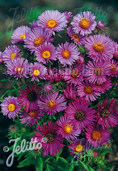 Aster novae-angliae ´Alma Pötschke´