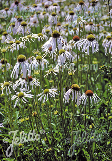 Echinacea pallida ´Hula Dancer´