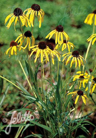 Echinacea paradoxa var. paradoxa