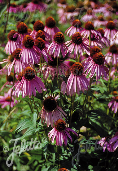 Echinacea purpurea