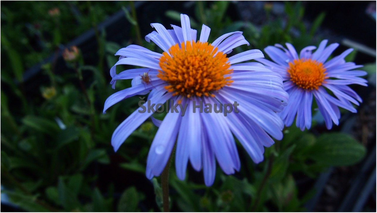 Echinacea purpurea ´Cleopatra®´