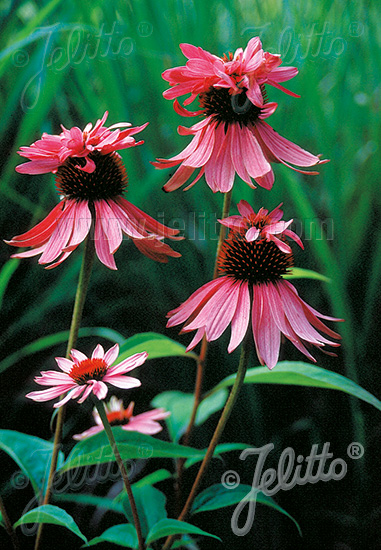 Echinacea purpurea ´Doubledecker´