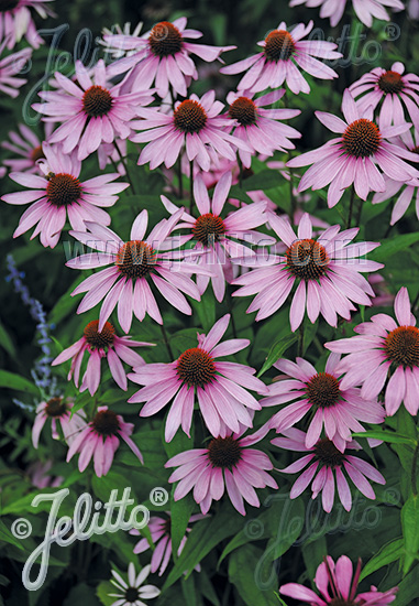 Echinacea purpurea ´Magnus Superior´