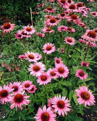 Echinacea purpurea ´Rubinstern´