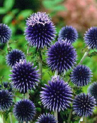 Echinops bannaticus ´Blue Glow´