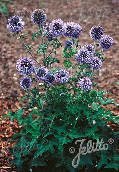 Echinops ritro