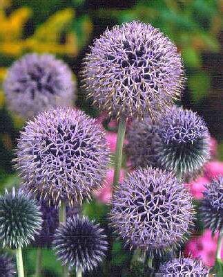Echinops ritro ´Veitch´s Blue´