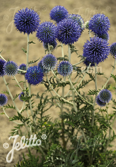 Echinops ritro ssp.ruthenicus ´Platinum Blue´