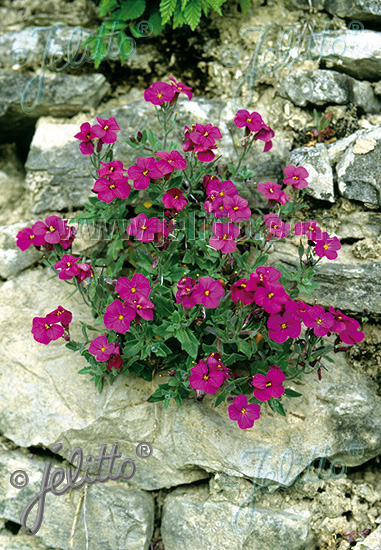 Epilobium angustifolium