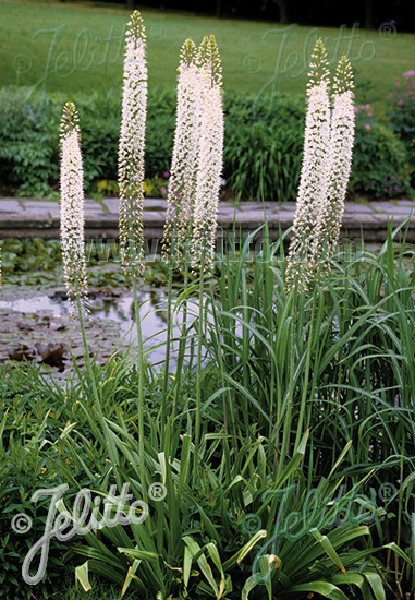 Eremurus robustus