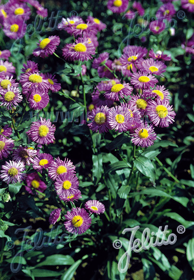 Erigeron speciosus ´Azurfee´