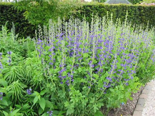 Eryngium alpinum ´Blue Star´