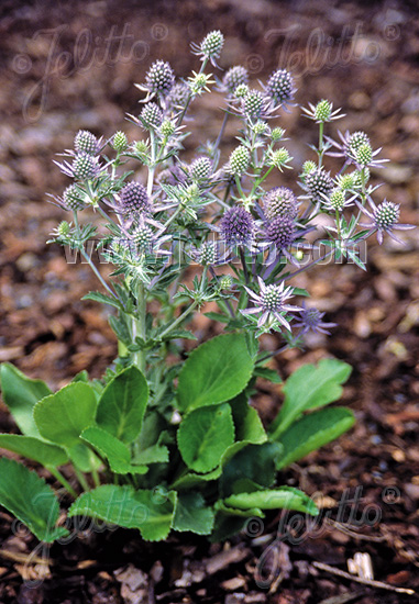 Eryngium planum ´Blue Hobbit´