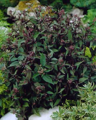 Eupatorium rugosum ´Chocolate´