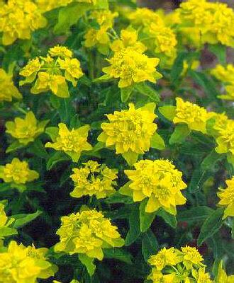 Euphorbia polychroma