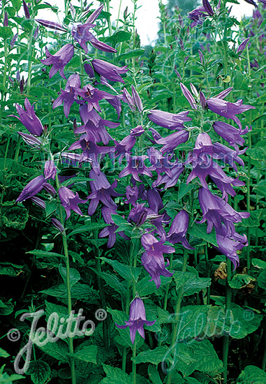 Gentiana asclepiadea