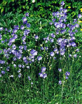 Gentiana septemfida var. lagodechiana