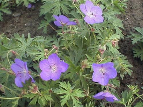 Geranium ´Johnson´s Blue´